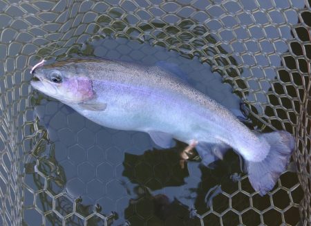 大安トラウトレイク釣果